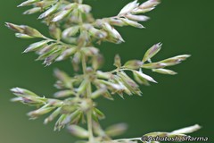 Koeleria macrantha